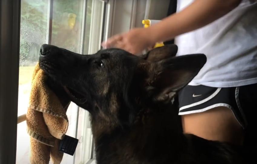 Video: German Shepherd Helps With Cleaning The Windows!