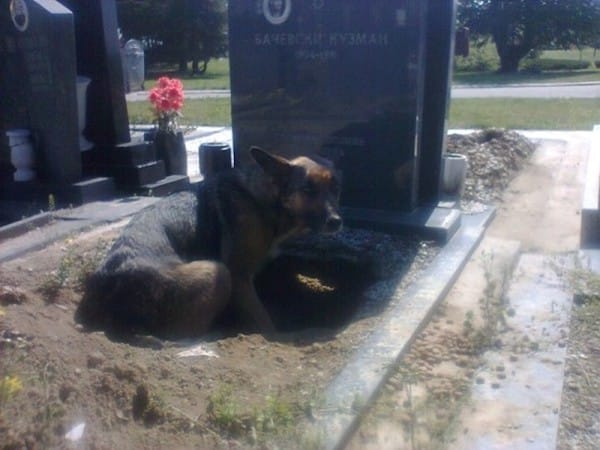 German Shepherd Mom Digs Hole For Puppies Underneath A Grave!