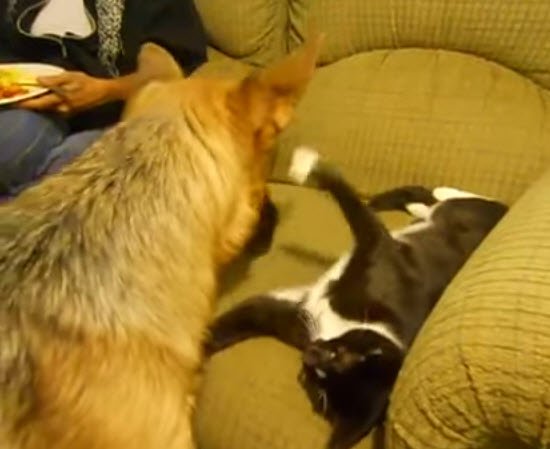 German Shepherd Wants To Cuddle But This Kitty Isn't So Sure!