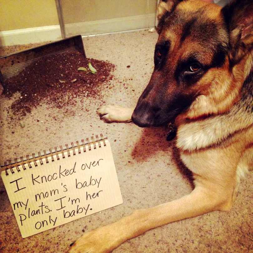 It Turns Out Even German Shepherds Are Only Human!