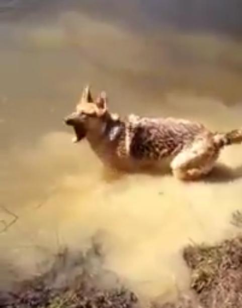 Just Like A Little Kid, This German Shepherd Has The Cutest Reaction When She’s Told It’s Time To Stop Swimming!