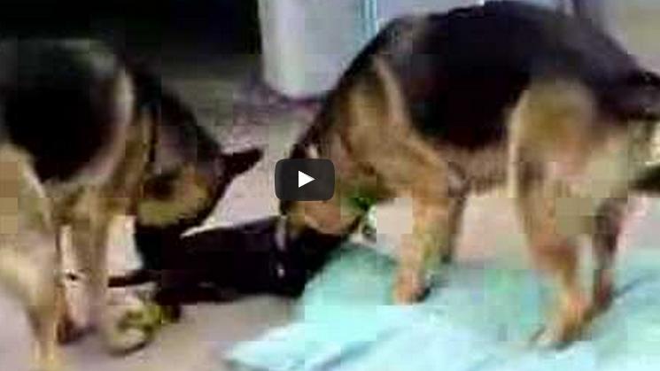 These Two German Shepherds Are Being Chased By A Little Lab Puppy!