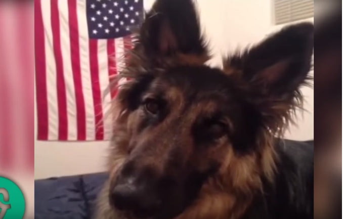 They Are Serious, But They Can Also Be Hilarious! Watch This German Shepherd Vine Compilation To Have A Good Laugh!