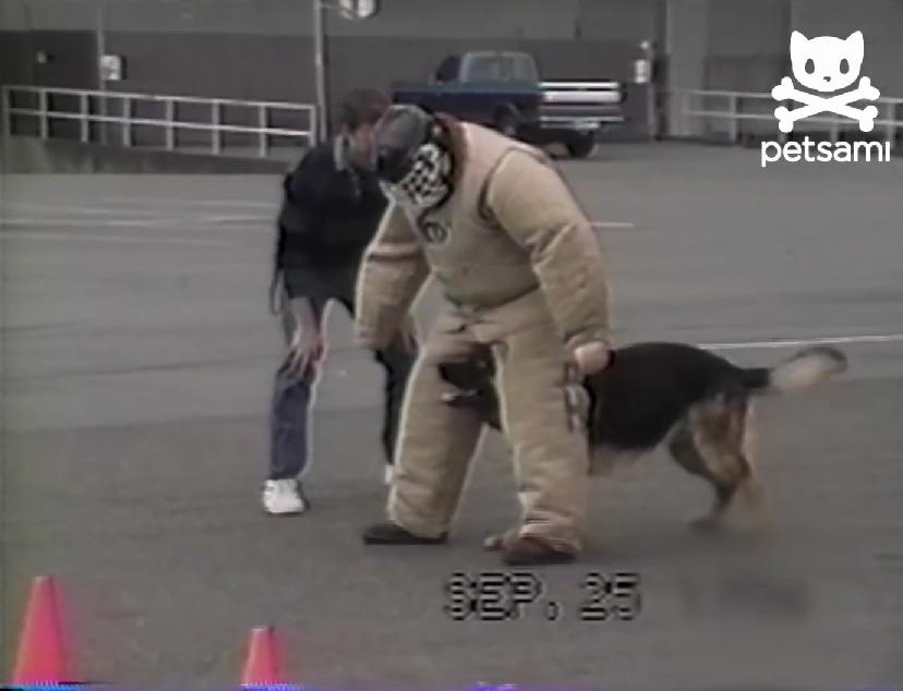 This German Shepherd Had Enough of It! He Stops Police Dog Training and Makes The Most Surprising Thing!