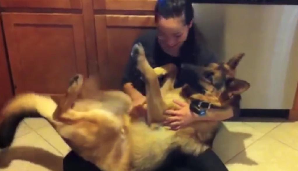 This German Shepherd's Favorite Trick Is To Act Like A Baby??