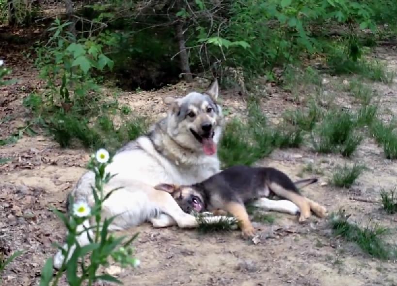 Must Watch! Gorgeous German Shepherd Puppy Is Playing With A Wolf!