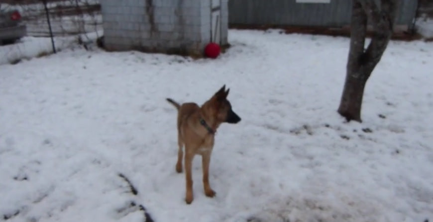 Her Ankle Is Injured, But That Didn’t Stop Her From Playing With Her German Shepherd!