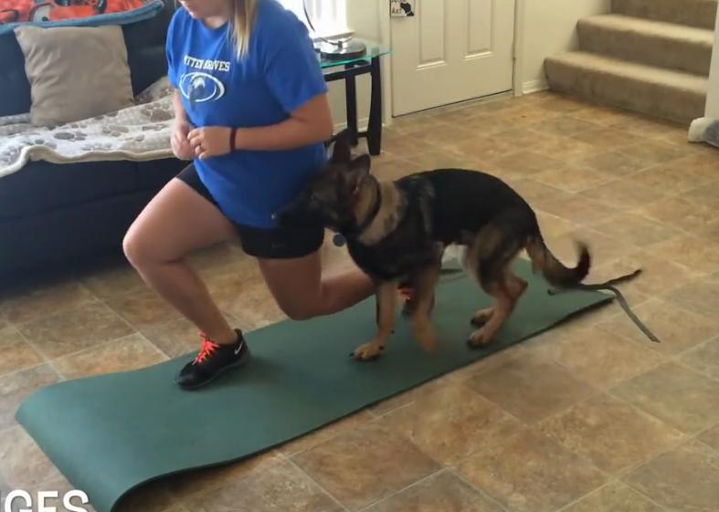 Video: German Shepherd Helps With The Workout Routine!