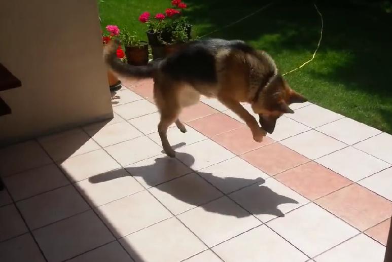 This German Shepherd Has The Most Adorable Reaction When She Sees Her Shadow!