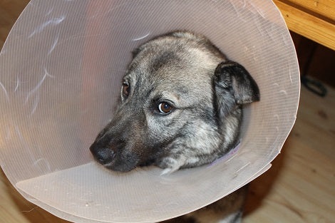 In A Sad Twist Animal Rescue Reveals That People Euthanize Healthy Pups For Convenience
