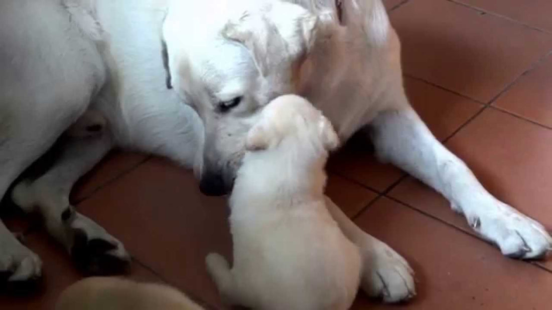 Single Labrador Father Playing With His Pups Like A Mommy Would! #Amazing!