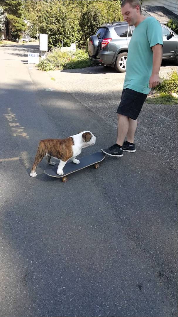 Sire The English Bulldog's First Attempt At Skateboarding Is Just Awesome!