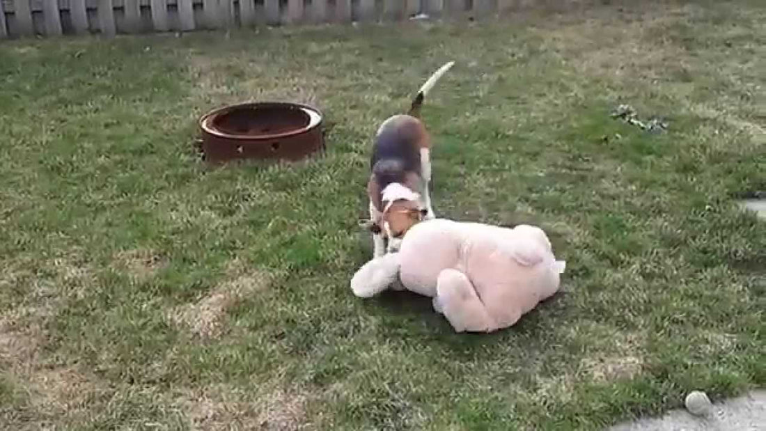 Skip The Adorable Beagle Saves His Humans From Stuffed Bunny Apocalypse! #SuperCute!