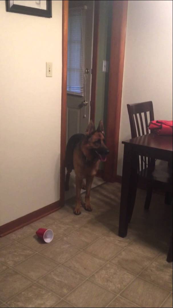 Skottke The German Shepherd Made A Mess, But Her Reaction To Getting Busted is Epic!
