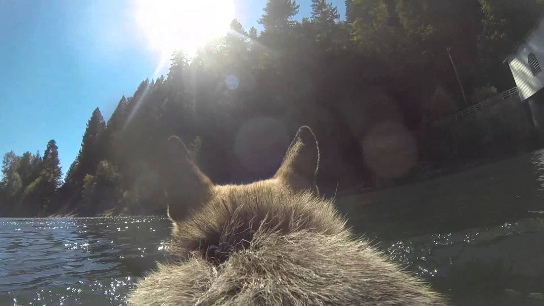 Slash The German Shepherd Swimming In The McKenzie River Is The Best Thing You'll See Today!