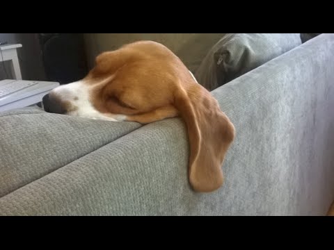 Sleeping Beauty Is Back And This Time It's Draken The Sleepy Beagle! #OnceUponADream...