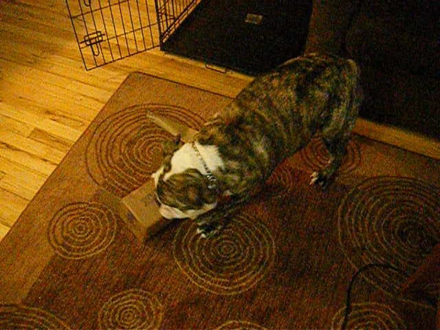 Sloppy The English Bulldog Falls In Love With...A Small Cardboard Box?