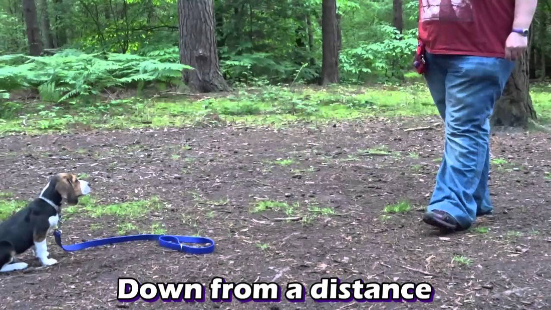 Smart Beagle Pup Dog Training In The Garden Is Something You Don't Want To Miss!