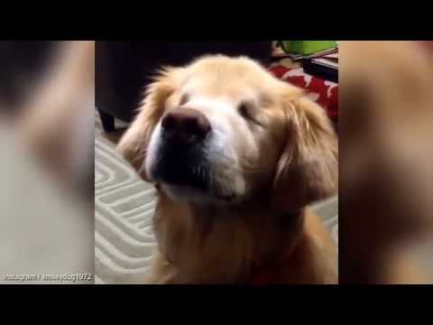 Smiley, The Golden Retriever Is Blind, But He Has Determination To Become A Therapy Dog! #GoAww!