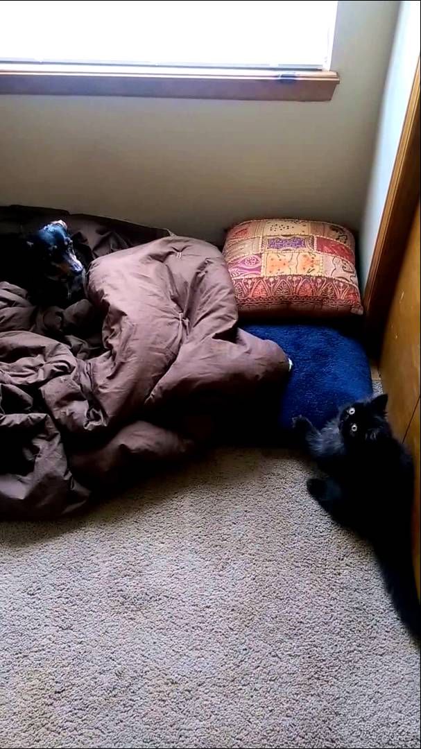 Snapple The Dachshund Has No Problem Sharing His Bed With Jango...The Cat?!