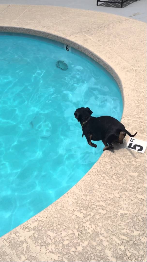 So What If The Toy Is Inside The Pool? This Is How Dexter The Dachshund Retrieves It! #SwimMaster!