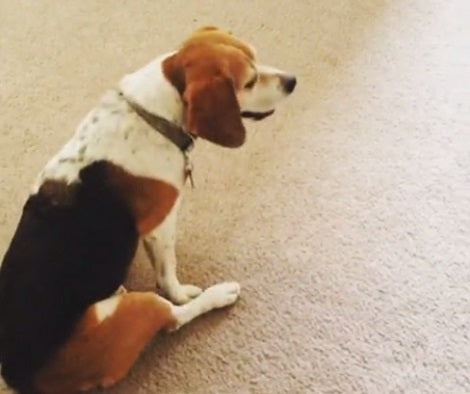 This Pup Has Perfected The Art Of Foul And Flop And She Looks Adorable!
