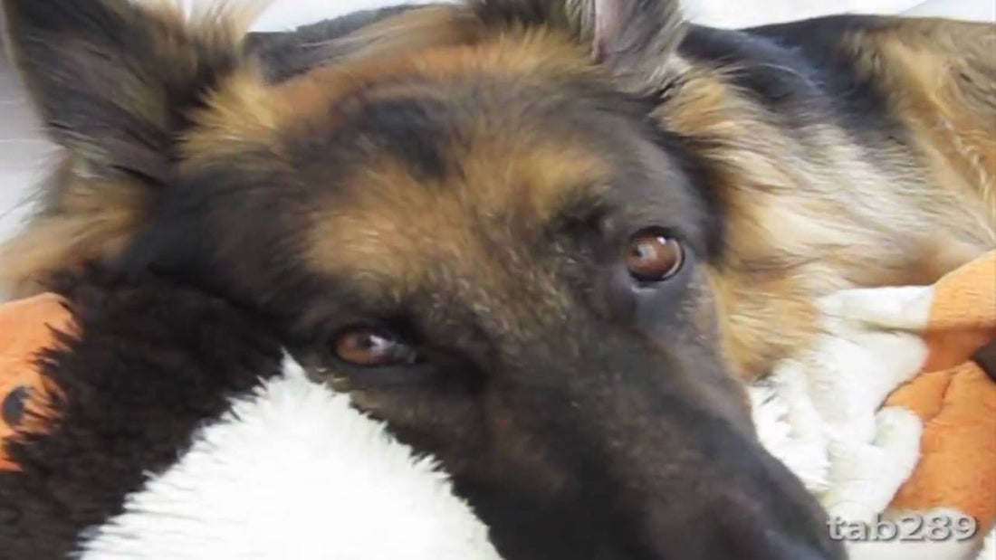 Solea The German Shepherd Loves Her Blanket So Much!
