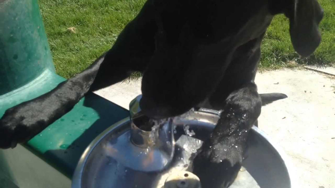 Solo The Labrador Had Never Been To A Park...Until Today!