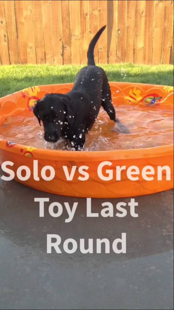 Solo The Labrador Has An AWESOME Time In The Kiddie Pool! #TopEntertainment!