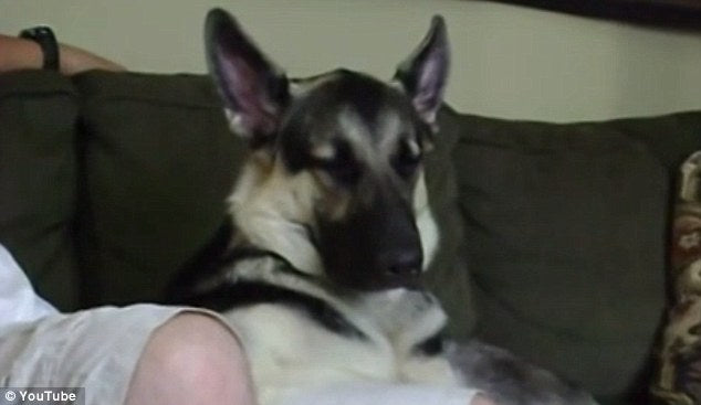 You Simply Can’t Miss This German Shepherd Struggling To Stay Awake While Watching TV!