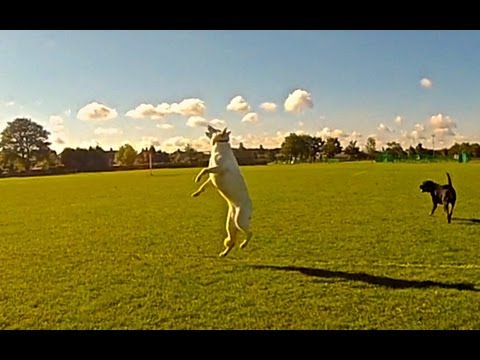 Spirit The German Shepherd Catching A Tennis Ball In Slo-Mo Is MESMERIZING! #AmazingDogJump!