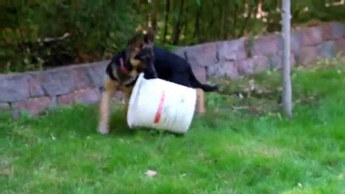 Stella The German Shepherd Plays With A Bucket In The Garden!