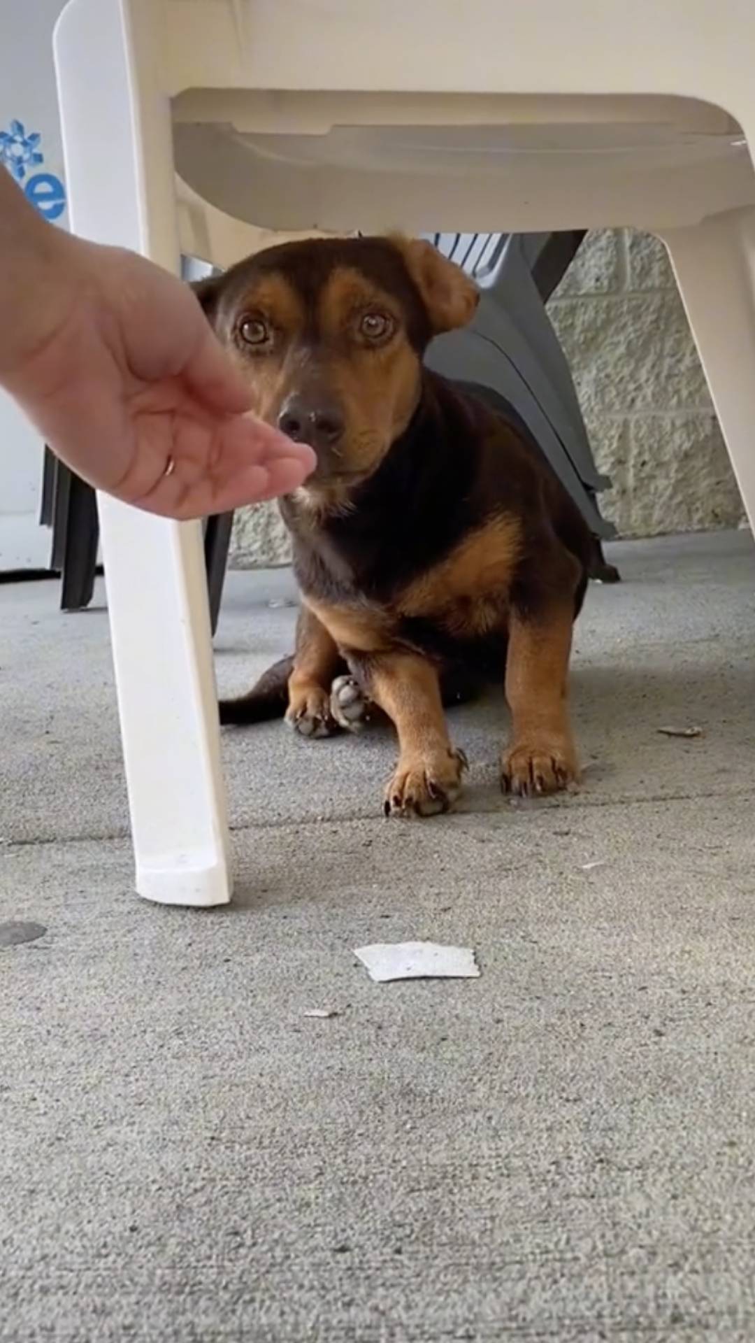 Woman Rescues Stray Dog Living In A Dollar Store Parking Lot