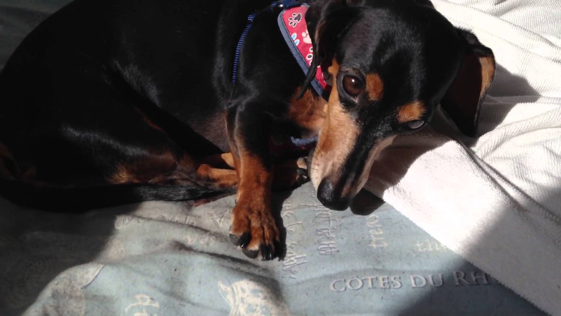 Super Adorable Dachshund Pup Is Having The Time Of Her Life...Tanning?!