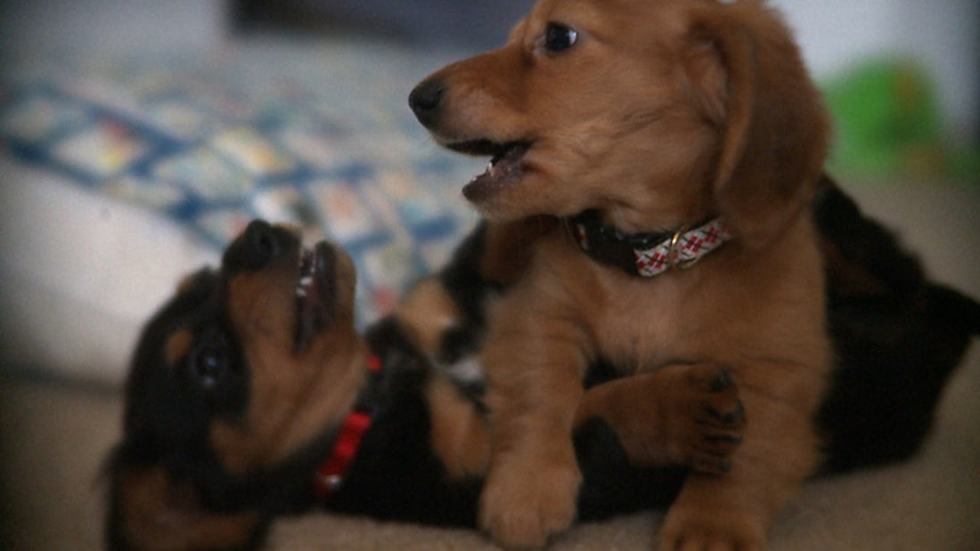 Super Adorable Dachshund Pups Playing Together Will Make You Smile!