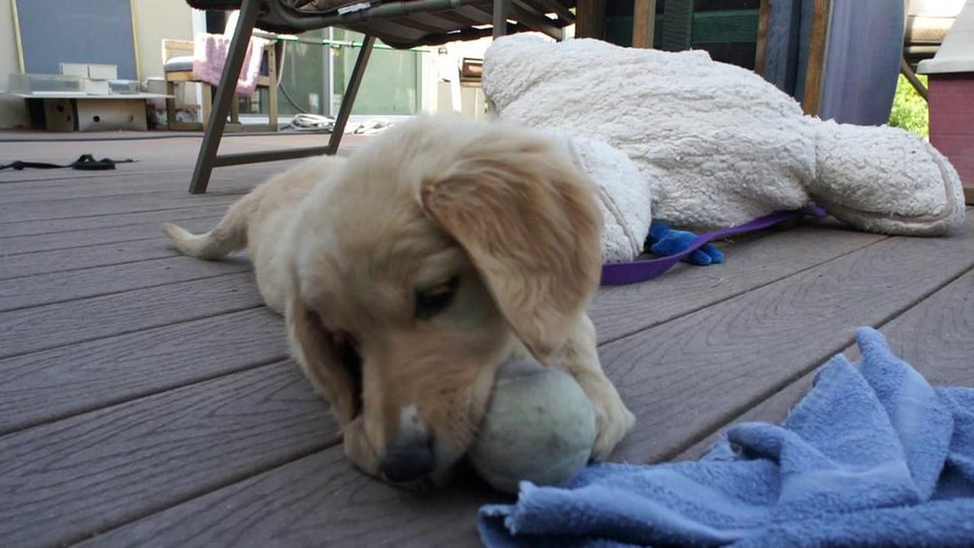 Super Adorable Golden Retriever Plays With His Love...The Tennis Ball!