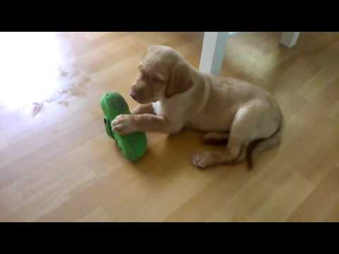 Super Curious Labrador Puppy Gives The Slipper A Piece Of His Mind!