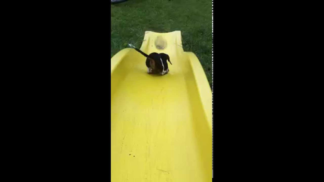 Super Cute Dachshund Pup Learns To Slide Like A Boss!