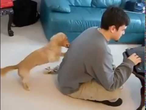 Super Cute Dachshund Puppy Tries To Get Daddy's Attention...Like This?!