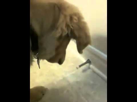 Super Cute Golden Retriever Meets The Door Stopper For The First Time!