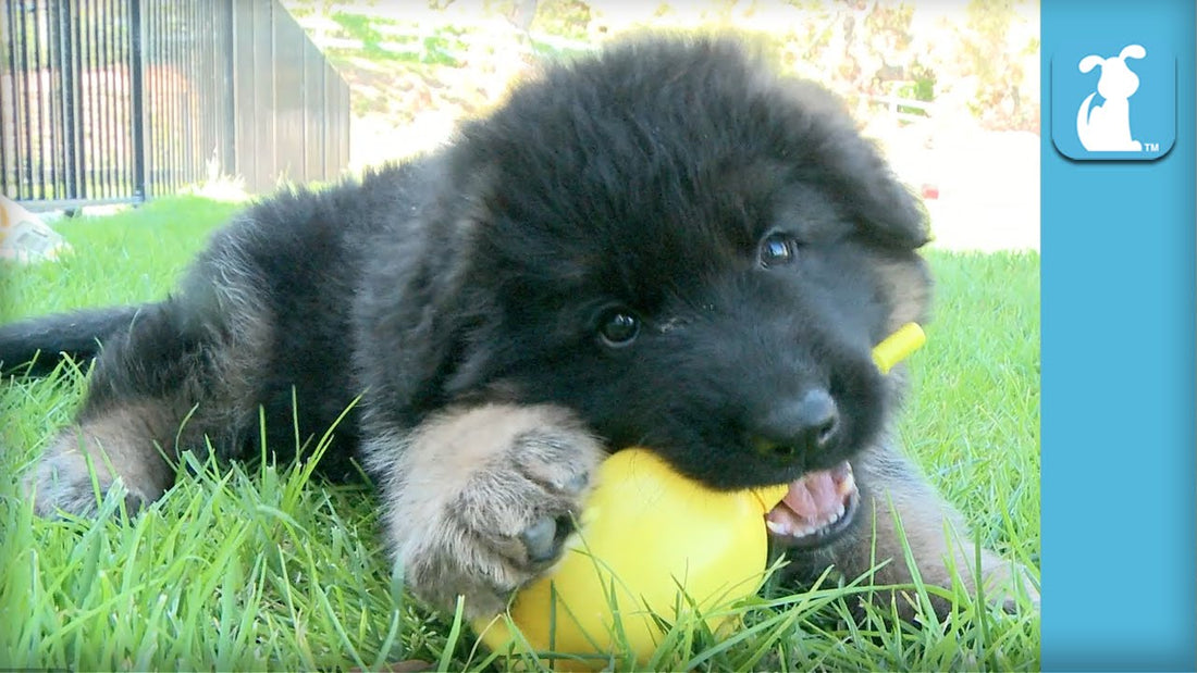 Super Fluffy German Shepherd Pup Plays With A Sippy Cup!