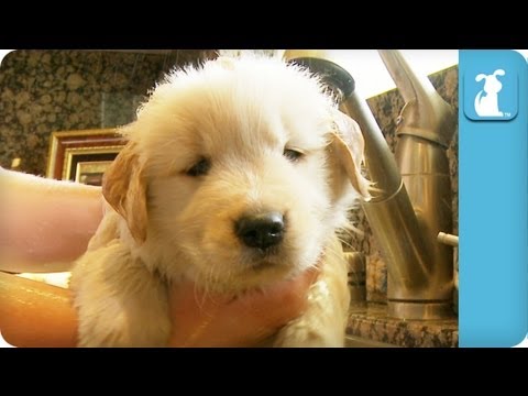Super Fluffy Golden Retriever Puppy Taking A Bath Is Just So Aww!! #CutenessOverload