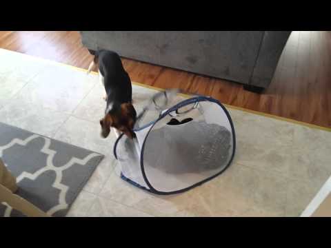 Super Helpful Beagle Wants To Do The Laundry!