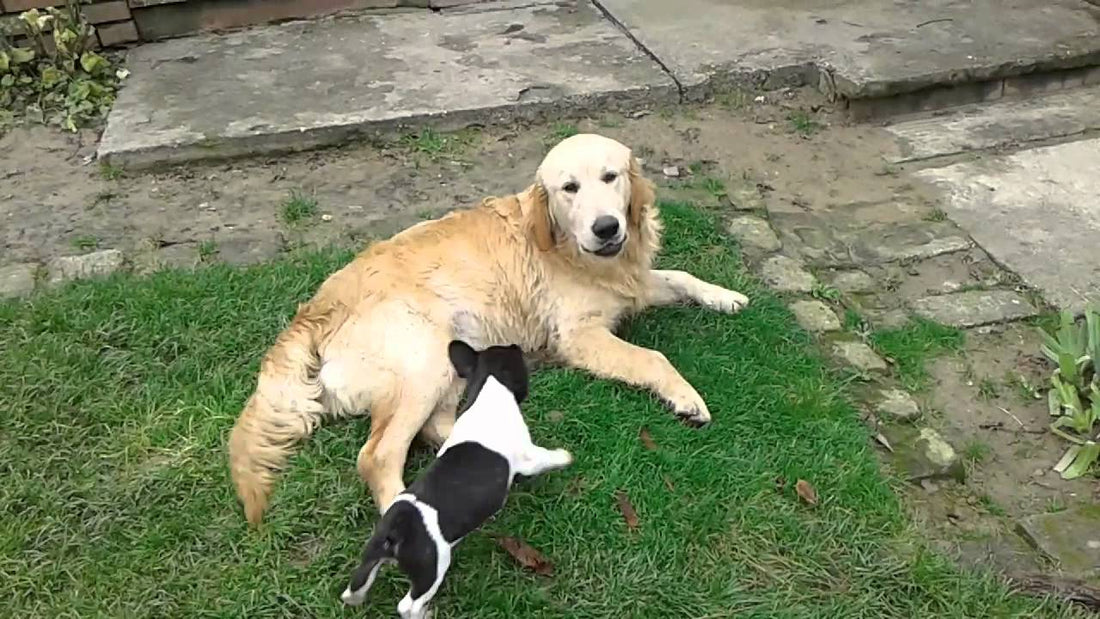 Super Hyper Bulldog And Extremely Patient Golden Retriever. What Happens Next Is Hilarious!