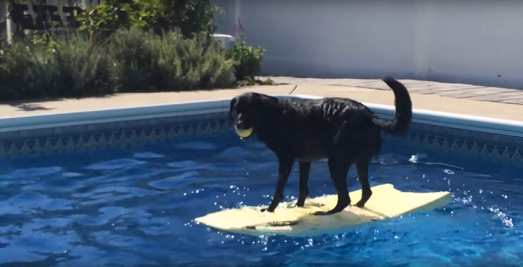 Clever Labrador Pup Uses A Body Board To Retrieve Her Ball From The Pool!