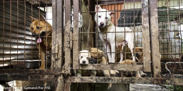 Award-Winning Photographer Showcases Dogs Rescued From Dog Meat Farms In South Korea