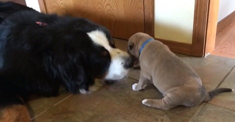 Adorable English Bulldog Mix Saw A Bernese Mountain Pup. What Happened Next? OMG!