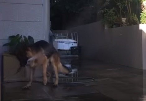 They Couldn't Find Their German Shepherd Pup. Then They Saw Him Outside... Doing THIS!