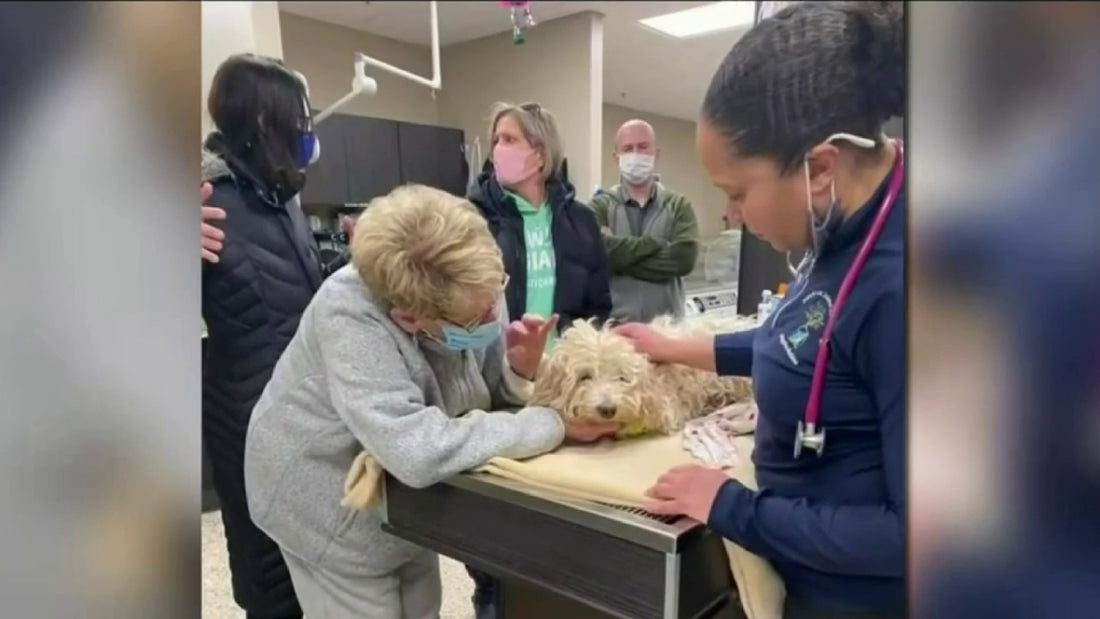 After Being Stranded For Days, Dog Finally Rescued From Freezing Detroit River