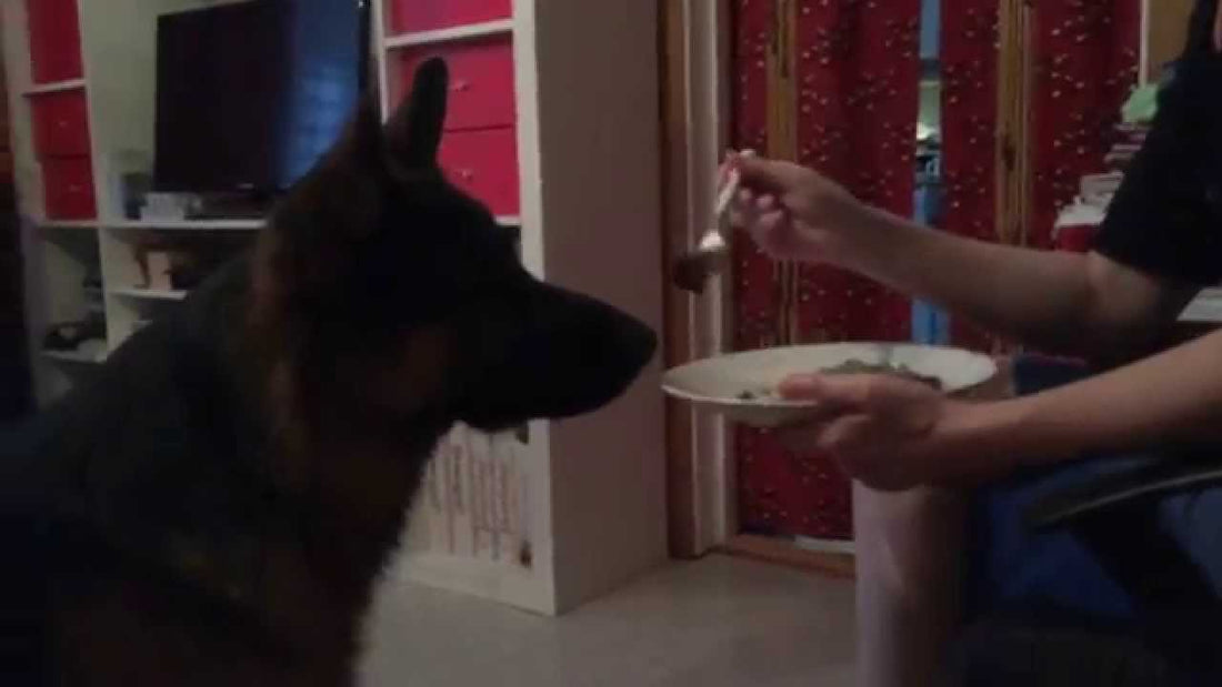 Take A Look At Nixon, The German Shepherd Eating His Food...With A Fork?! #PupEvolution!